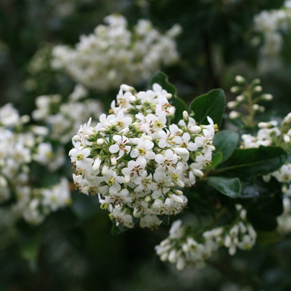 Blütenstand einer Strauchveronika