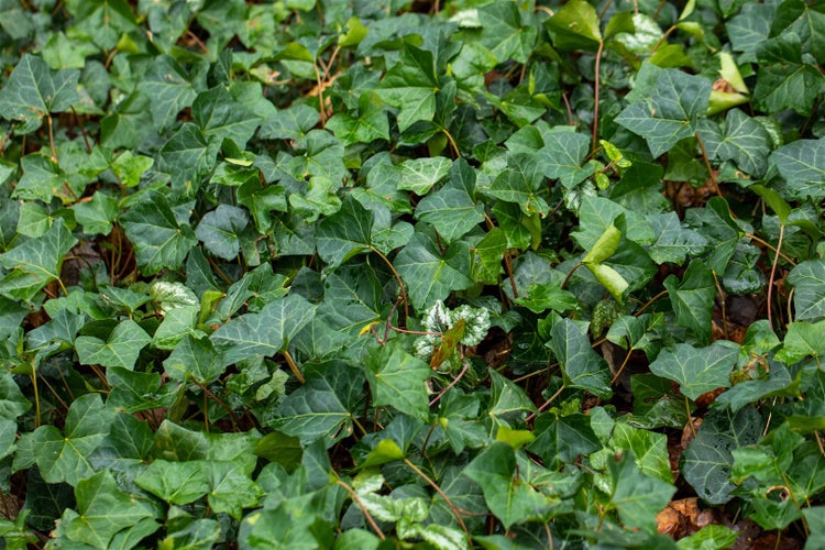 Hedera helix, Efeu, immergrün, 60–100 cm