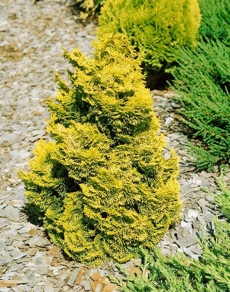 Chamaecyparis obtusa 'Nana Aurea', Hinoki-Scheinzypresse, goldgelb, 20–25 cm