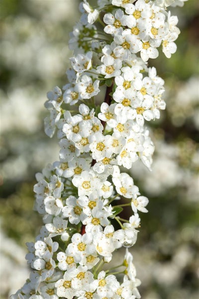 Spiraea cinerea 'Grefsheim', Asch-Spiere, weiß, 60–80 cm