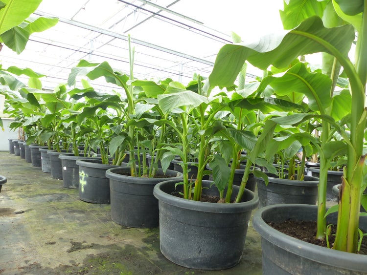 Bananenstaude als Gruppe bis 10 Pflanzen Banane Musa Basjoo 200 cm winterhart Staude japanische Faserbanane