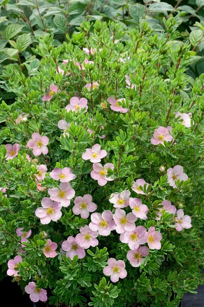 Blühender Strauch mit rosa Blüten und grünen Blättern.