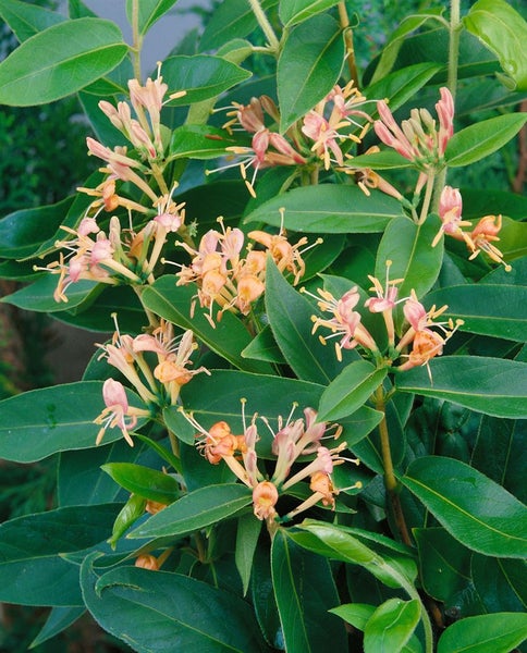 Lonicera henryi, immergrüne Geißschlinge, 80–100 cm