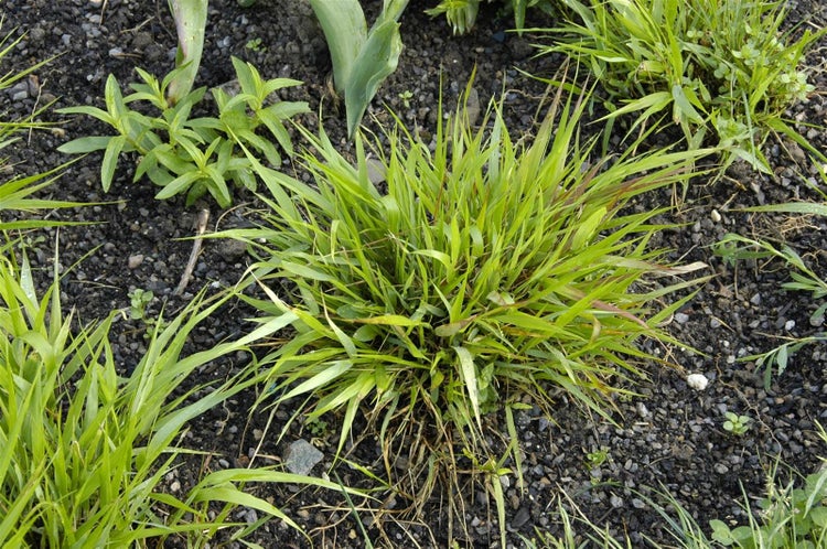 Nahaufnahme von Grasbüscheln im Gartenboden