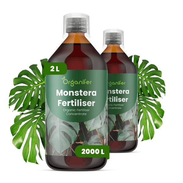 Organifer Monstera Flüssigdünger Konzentrat, 2 Liter Flasche, reicht für 2000 Liter organischer Dünger.