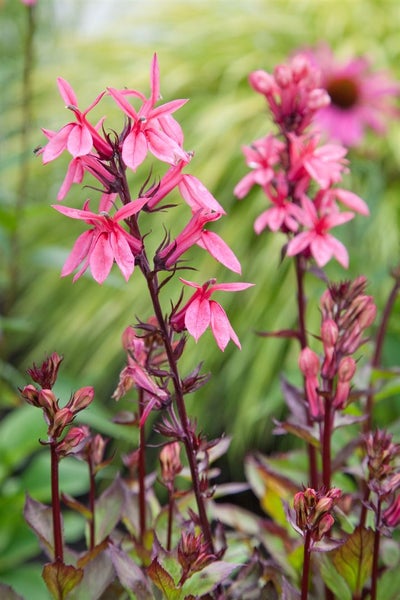 Lobelia x speciosa 'Fan-Lachs', lachsfarben, ca. 9x9 cm Topf