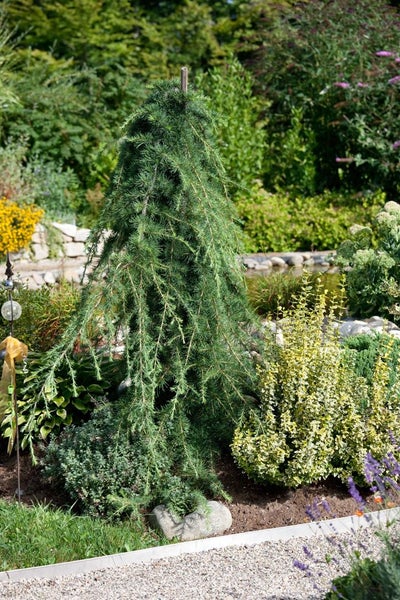 Larix kaempferi 'Pendula', Japanische Lärche, hängend, 125–150 cm