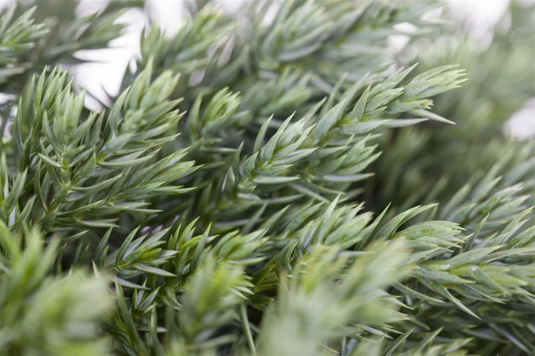 Juniperus squamata 'Blue Carpet', Blauer Teppichwacholder, 15–20 cm