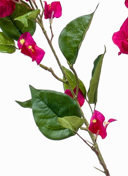 Bougainvillea Zweig mit grünen Blättern und magentafarbenen Blüten.