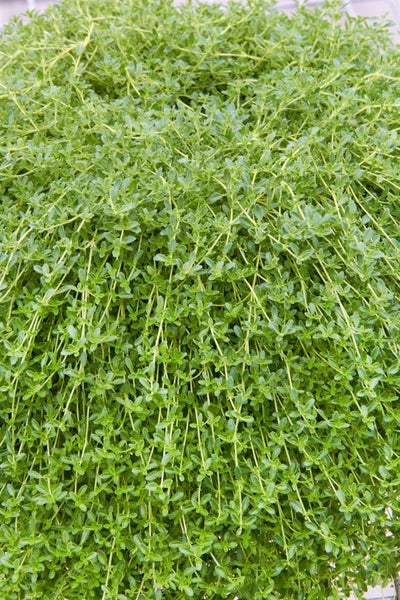 Kriechender Thymian Pflanze Nahaufnahme