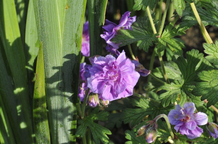 Nahaufnahme von lila Storchschnabelblüten mit grünen Blättern