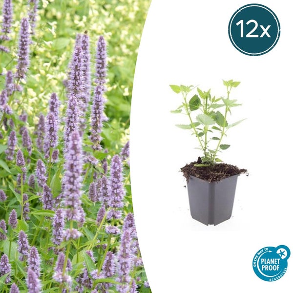 12er Pack Agastache Pflanzen im Topf mit lilafarbenen Blütenständen, On the way to PlanetProof zertifiziert