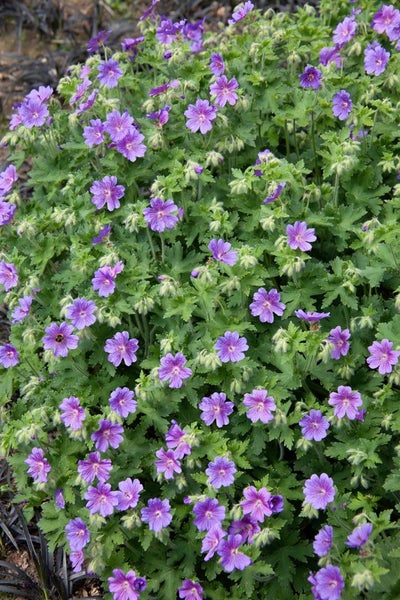 Geranium x magnificum 'Anemoniflorum', Storchschnabel, ca. 9x9 cm Topf