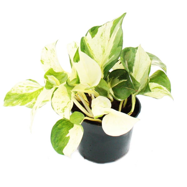 Weiß-bunte Efeutute - Epipremnum Happy Leaf - Scindapsus - 12cm Topf - rankende Zimmerpflanze