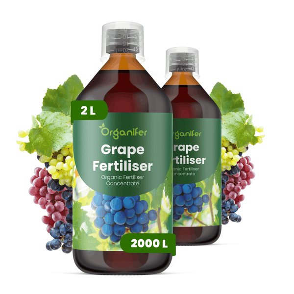 Zwei Flaschen Organifer Bio-Traubendünger Konzentrat, 2 Liter, für Weintrauben, mit Abbildungen von Trauben und Weinblättern.