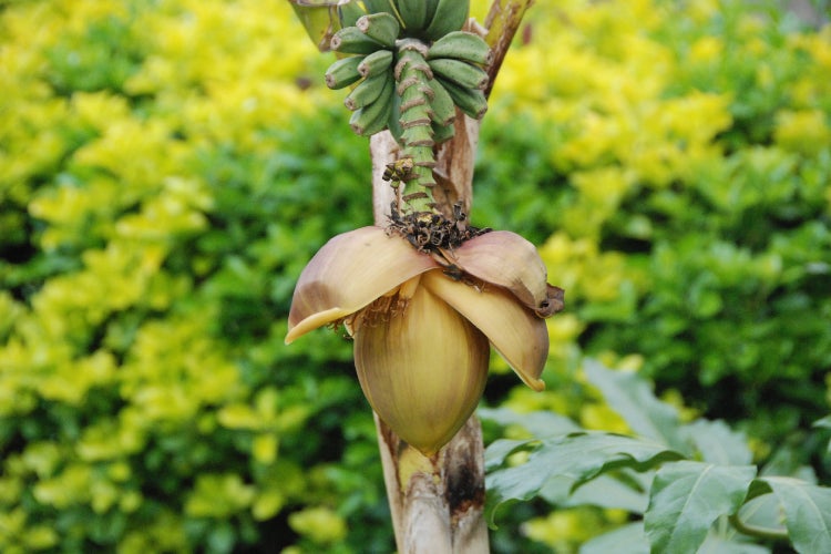 SAFLAX Garden to go - Große Essbanane - Musa X paradisiaca - 10 Samen - Mit Topf, Klima - Deckel und Anzuchtsubstrat