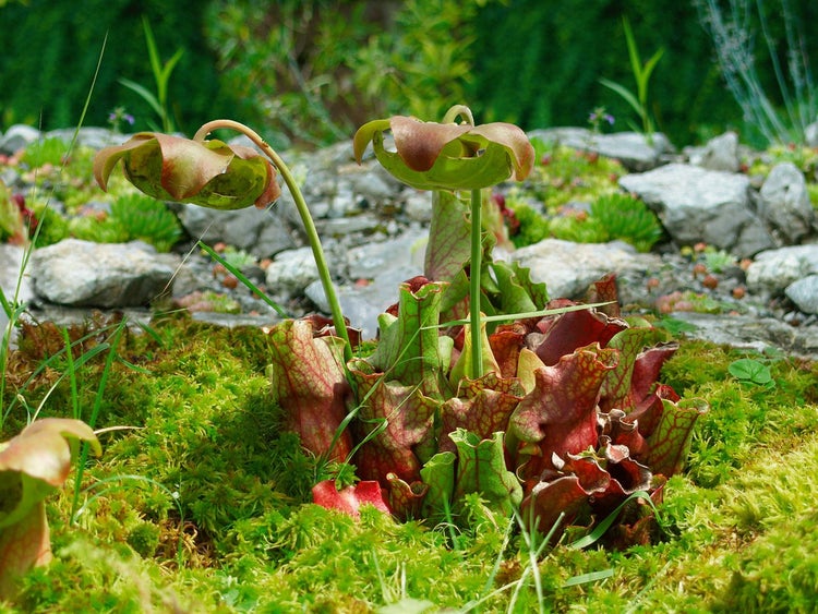 Sarracenia purpurea, Schlauchpflanze, rot-grün, ca. 9x9 cm Topf