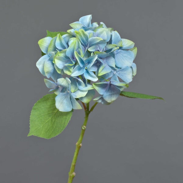Blaue Hortensie mit großen grünen Blättern am Stiel.