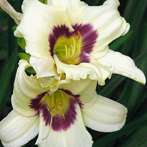 Nahaufnahme einer Taglilienblüte mit weißen Blütenblättern und einem purpurfarbenen Zentrum.