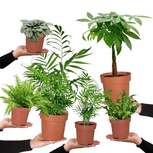 6er Box Zimmerpflanzen Happy Cat – Tierfreundliches Set mit Zwergpfeffer, Bergpalme, Nestfarn, Schwertfarn & Glückskastanie - Höhe 15-70 cm - Töpfe 10,5-17 cm