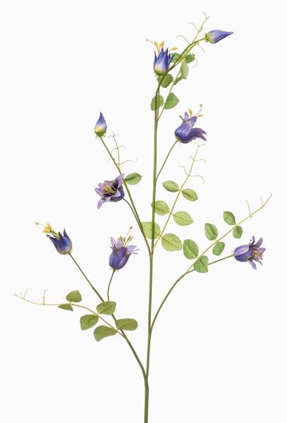 Künstliche Waldrebe mit violetter Blüte, Knospe und grünen Blättern.