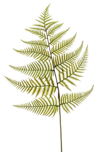 Künstlicher Farnzweig mit fein gefiederten grünen Blättern.