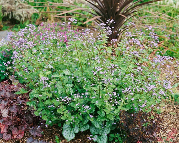 Blühende Kaukasusvergissmeinnichtpflanze im Garten