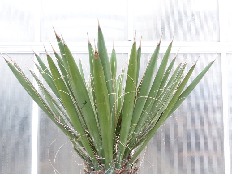 Yucca Filifera, 158 cm Stamm 78 cm Tambasi Yucca, winterhart -13 Grad