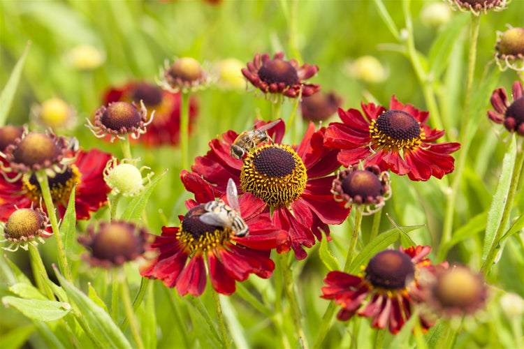 Helenium x cult.'Rubinzwerg', Sonnenbraut, rubinrot, ca. 11x11 cm Topf