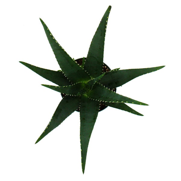 Aloe MEDIVERA Äquator - Neue Aloe vera Züchtung - 14cm Topf - ca. 30cm hoch