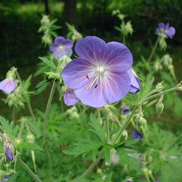 Blüte der Storchschnabel Pflanze