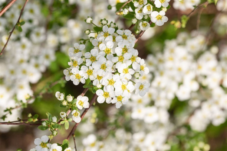 Spiraea vanhouttei, Prachtspiere, weiß, 60–80 cm
