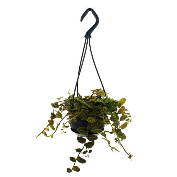 Mini-plantes vivaces faciles d'entretien en suspension de 12 cm