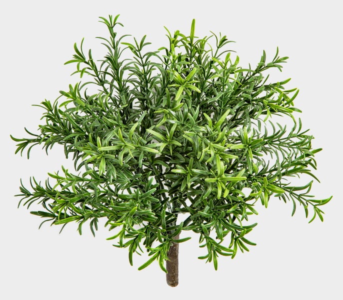 Nahaufnahme von Calluna vulgaris Heidekraut mit rosa und grünen Blütenknospen.