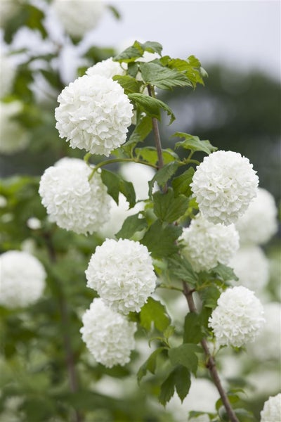 Viburnum opulus 'Roseum', Schneeball, weiße Blüten, 80–100 cm