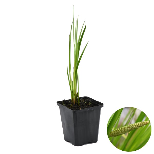 Acorus Calamus – Süßwassermelone – Teichpflanze – Pflegeleicht – Zone 2-3 – ⌀09 cm – ↕10-20 cm