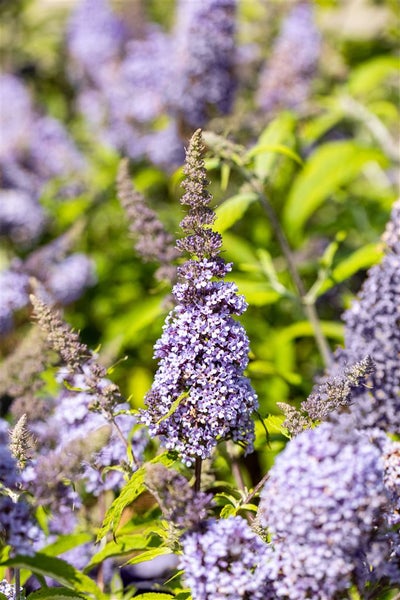 Nahaufnahme von Schmetterlingsfliederblüten im Garten