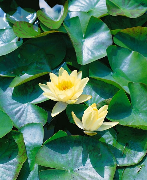 Nymphaea x cult. 'Marliacea Chromatella', Seerose, gelb, ca. 11x11 cm Topf