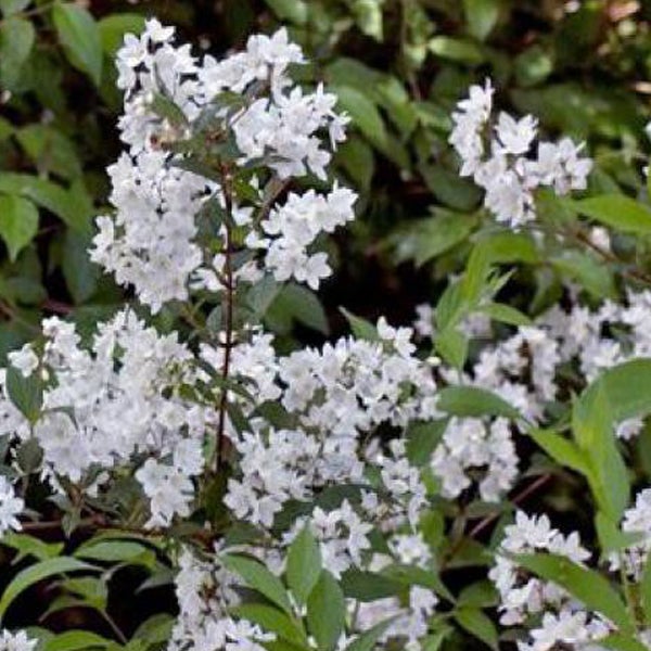 Deutzie-Strauch mit weißen Blüten und grünen Blättern.