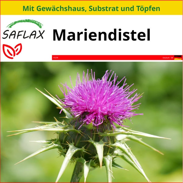 SAFLAX Anzucht Set - Mariendistel - Silybum marianum - 75 Samen - Mit Mini-Gewächshaus, Anzuchtsubstrat und 2 Töpfen