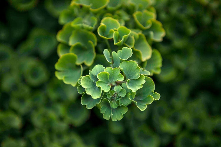Ginkgo biloba 'Troll', Zwerg-Ginkgo, 25–30 cm