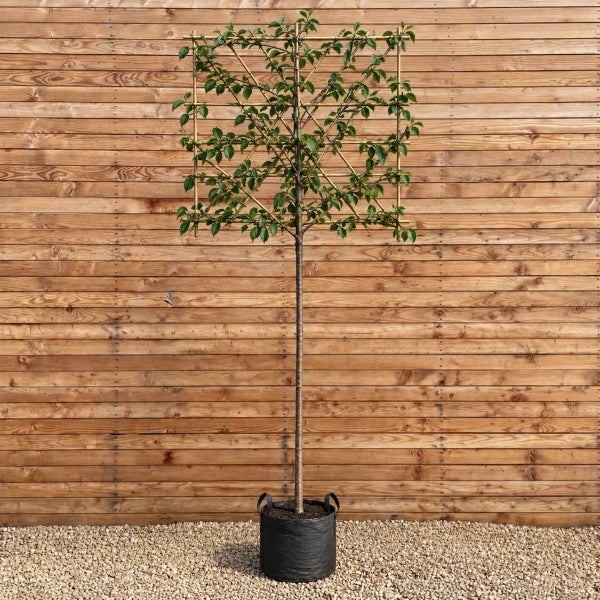 Spalierbaum mit quadratischem Formgehölz an einer Bambushalterung in einem Pflanzkübel