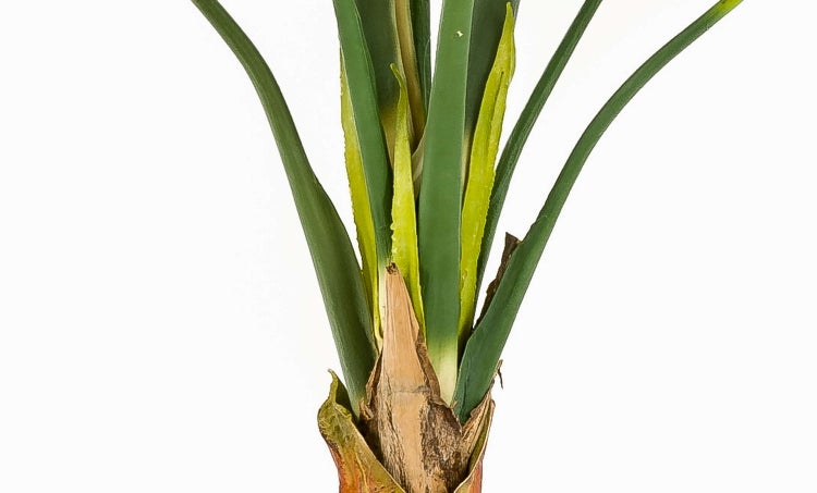 Dekoratives Pampasgras für die Inneneinrichtung in Naturfarbe.