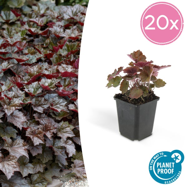 Purpurglöckchen Heuchera im Set von 20 Stück im Pflanztopf mit Planet Proof Zertifizierung.