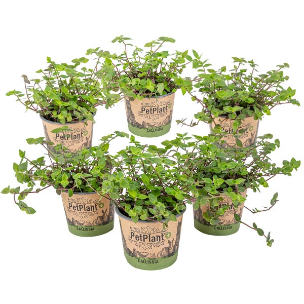 Schildkrötenpflanze - Calissia Repens pro 6 Stück | PetFriendly - Zimmerpflanze ⌀12 cm - ↕20 cm