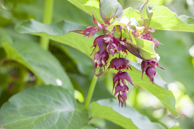 Leycesteria formosa 'Purple Rain', Schöne Leycesterie, purpur, 60–80 cm