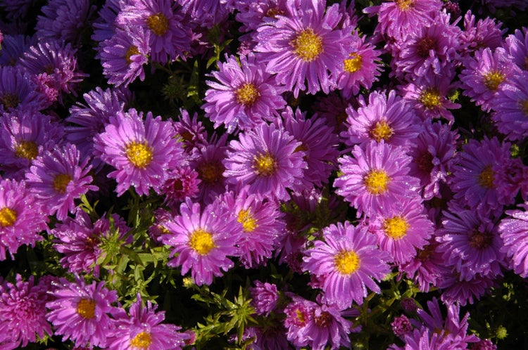 Aster dumosus 'Kassel', Kissen-Aster, violett, ca. 9x9 cm Topf