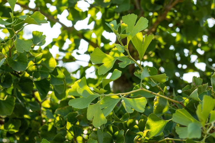 Ginkgo biloba 'Tit', Fächerblattbaum, 150–175 cm