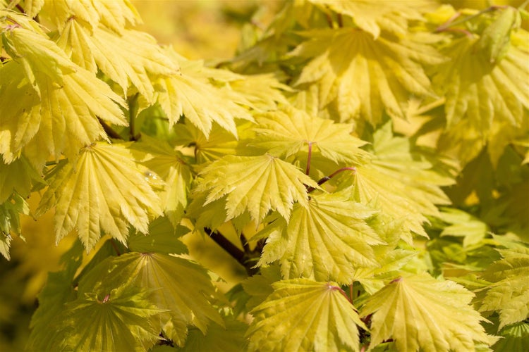 Japanischer Ahornbaum im Garten