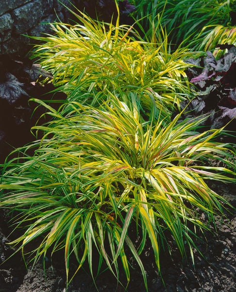 Hakonechloa macra 'Beni Kaze', Japanisches Berggras, ca. 11x11 cm Topf